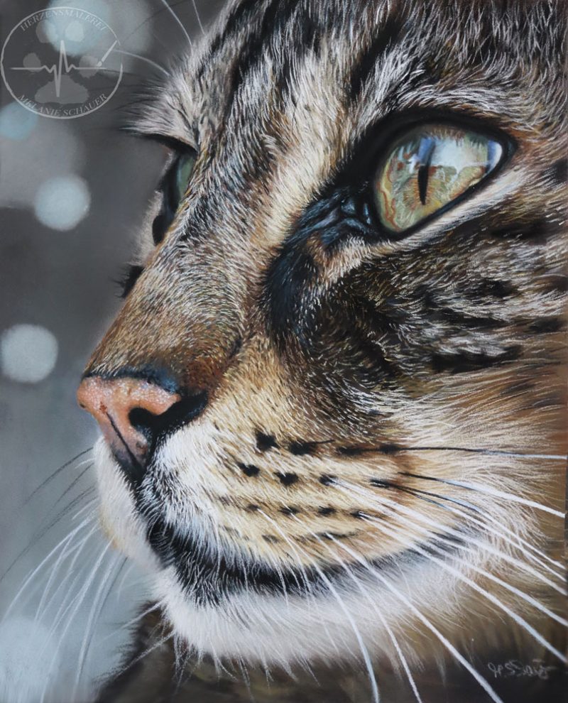 Tabby-katze